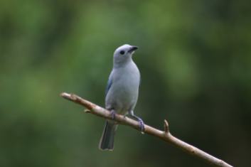 blue gray tanager 1-min